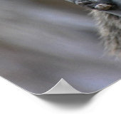 Print: Coatimundi #2 Poster (Ecke)