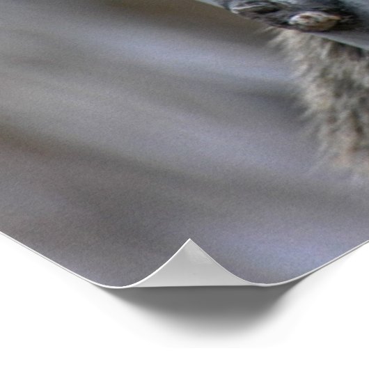 Print: Coatimundi #2 Poster (Ecke)