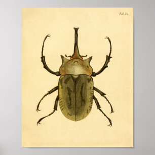 Print "Entomologie IV" Poster