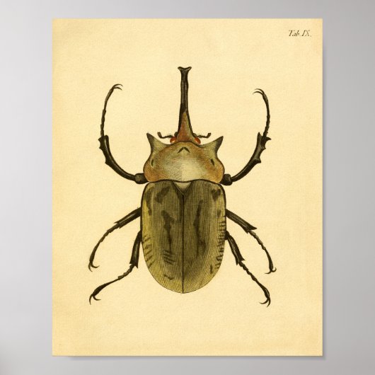 Print "Entomologie IV" Poster (Vorne)