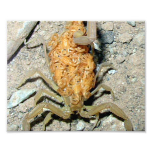 Print Foto Arizona Bark Skorpion mit Babys