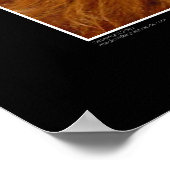 Print - Hochlandrinder Poster (Ecke)