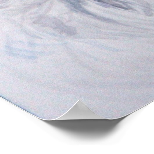 Print - Interest - Clumber Spaniel Poster (Ecke)