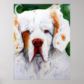 Print - Interest - Clumber Spaniel Poster (Vorne)