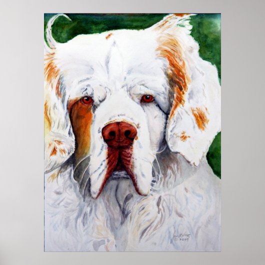 Print - Interest - Clumber Spaniel Poster (Vorne)
