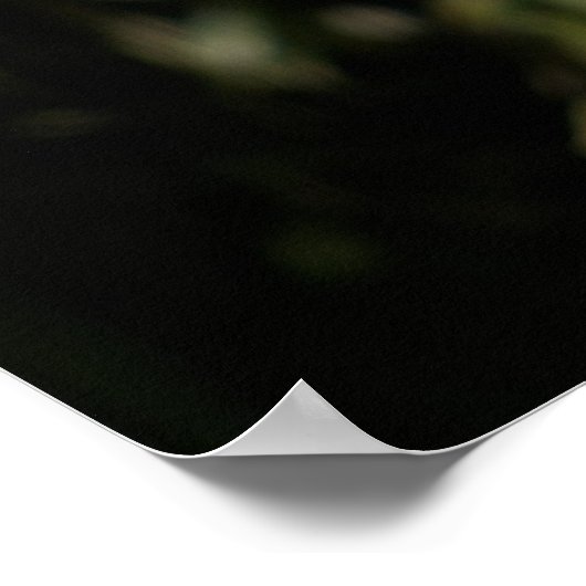 Print: Malayan Tiger Poster (Ecke)