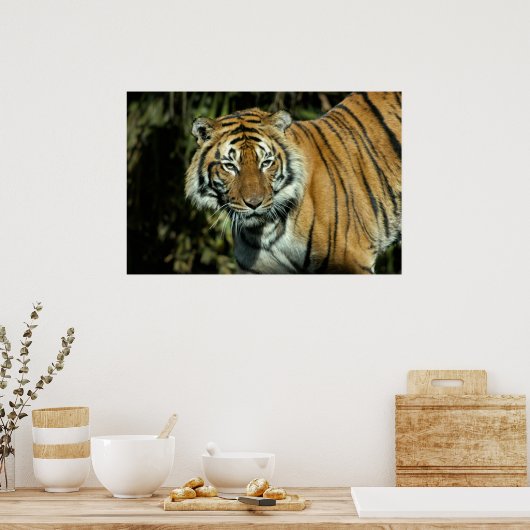 Print: Malayan Tiger Poster (Küche)