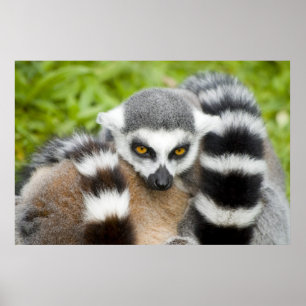 Print - Niedlicher Lemur Stripey Schwanz Poster