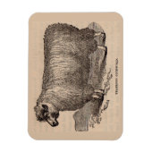 Printjarling Cotswold Schafe aus dem 19. Jahrhunde Magnet (Vertikal)