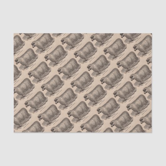 Printjarling Cotswold Schafe aus dem 19. Jahrhunde Seidenpapier (Vorderseite)