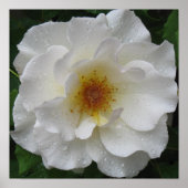 Prints von White Rose Poster (Vorne)