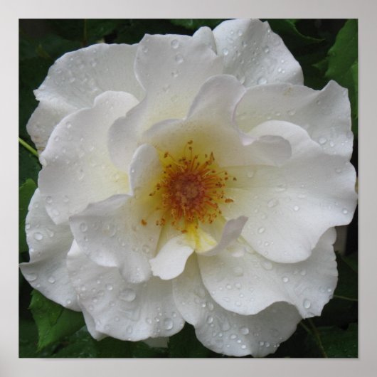 Prints von White Rose Poster (Vorne)