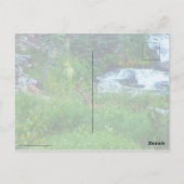 Prinz des Waldes Postkarte (Rückseite)