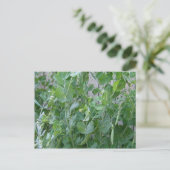 Prinzessin und Pea Postkarte (Stehend Vorderseite)