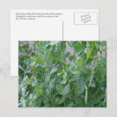 Prinzessin und Pea Postkarte (Vorne/Hinten)