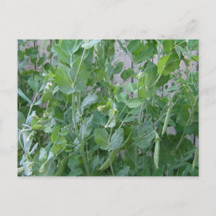 Prinzessin und Pea Postkarte
