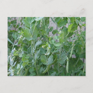 Prinzessin und Pea Postkarte