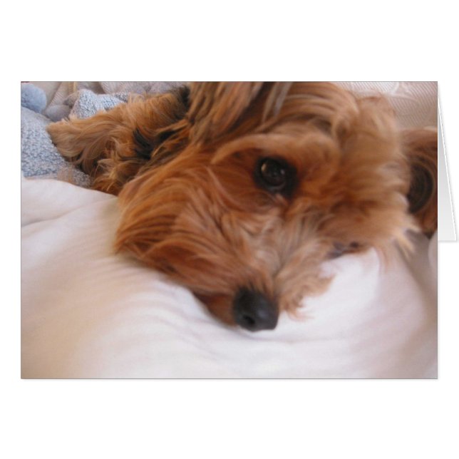 Priscilla (Vorderseite (Horizontal))