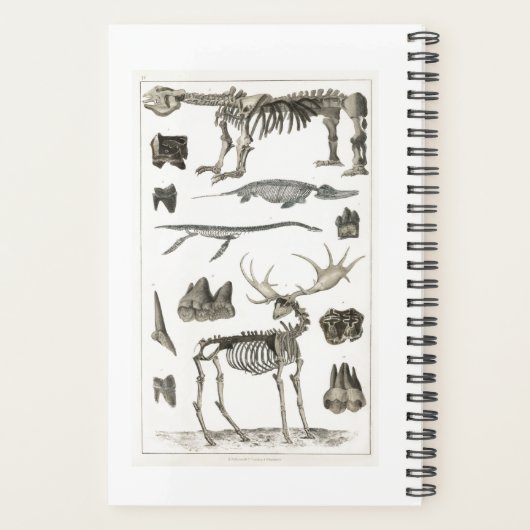 Proben aus Tierknochenstrukturen 2022 Planer (Rückseite)