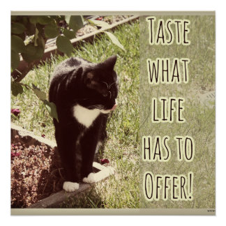 Probieren Sie Life Motivierend Cat Foto Zitat Poster
