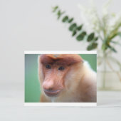 Proboscis Affe Labuk Bay Borneo Postkarte (Stehend Vorderseite)