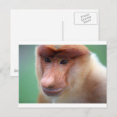 Proboscis Affe Labuk Bay Borneo Postkarte (Vorne/Hinten)