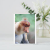 Proboscis Affe Labuk Bay Borneo Postkarte (Stehend Vorderseite)