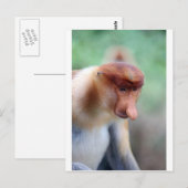 Proboscis Affe Labuk Bay Borneo Postkarte (Vorne/Hinten)