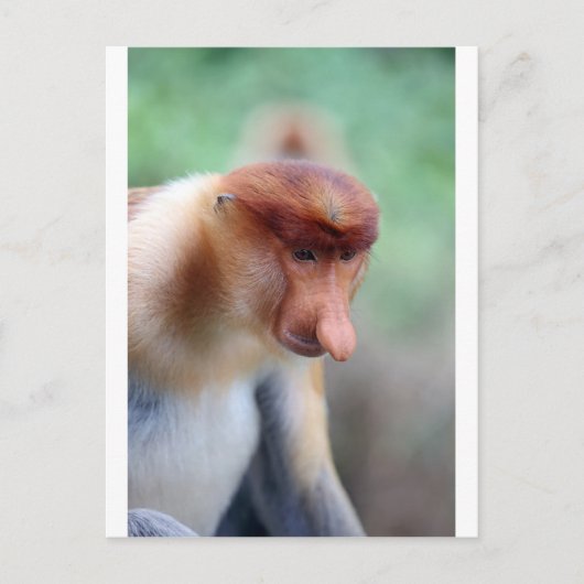 Proboscis Affe Labuk Bay Borneo Postkarte (Vorderseite)