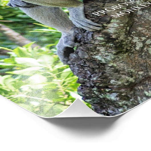 Proboscis Monkey Fotodruck (Ecke)