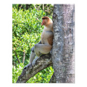 Proboscis Monkey Fotodruck (Vorne)
