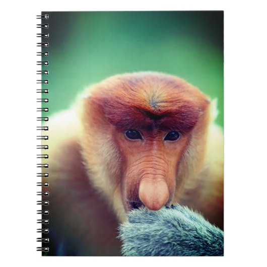 Proboscis Monkey in Borneo. Notizblock (Vorderseite)
