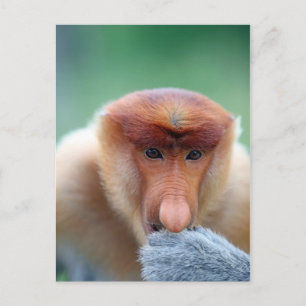Proboscis Monkey in Borneo. Postkarte