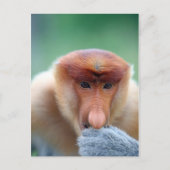 Proboscis Monkey in Borneo. Postkarte (Vorderseite)