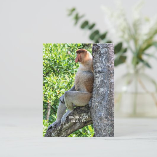 Proboscis Monkey Postkarte (Stehend Vorderseite)