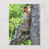 Proboscis Monkey Postkarte (Vorderseite)
