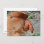 Proboscis Monkey Postkarte (Vorne/Hinten)