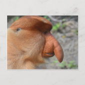 Proboscis Monkey Postkarte (Vorderseite)