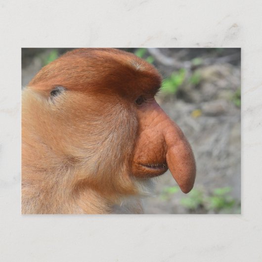 Proboscis Monkey Postkarte (Vorderseite)