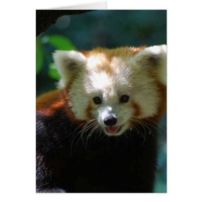 Produkt anpassen (Vorne)