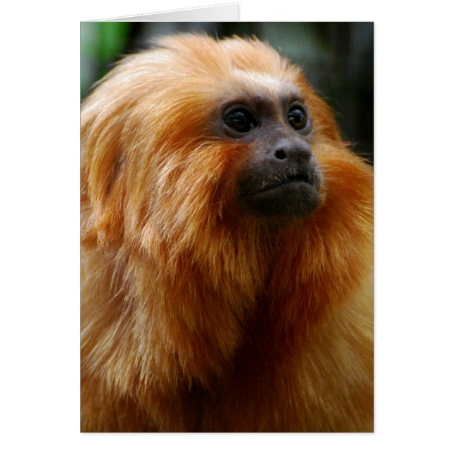 Produkt anpassen (Vorne)