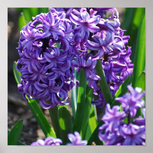 Produkt anpassen poster (Vorne)