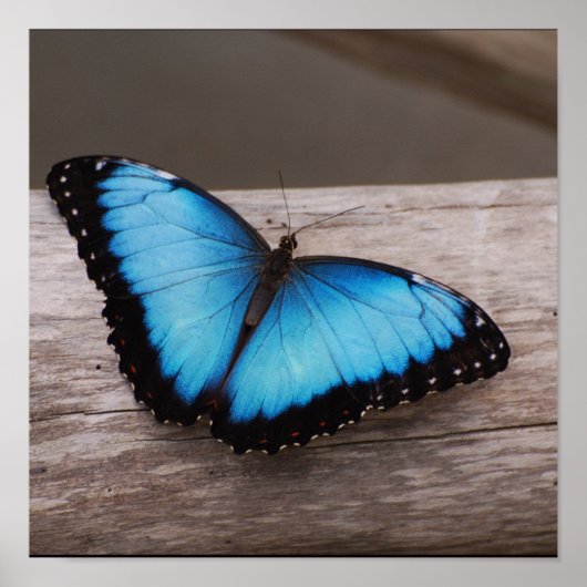 Produkt anpassen poster (Vorne)