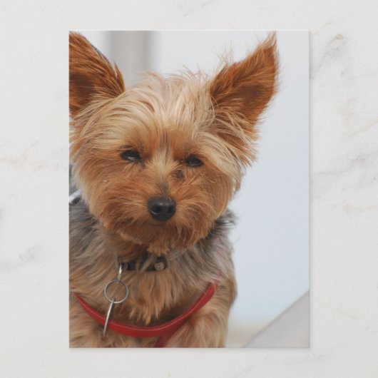 Produkt anpassen postkarte (Vorderseite)