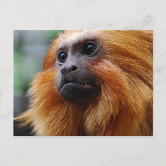 Produkt anpassen postkarte (Vorderseite)