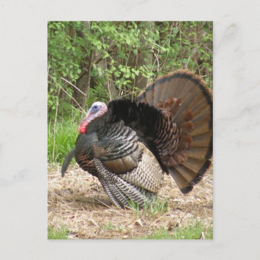 Produkt anpassen postkarte (Vorderseite)