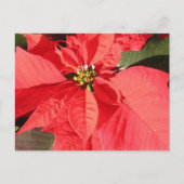 Produkt anpassen postkarte (Vorderseite)