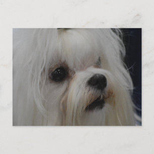 Produkt anpassen postkarte