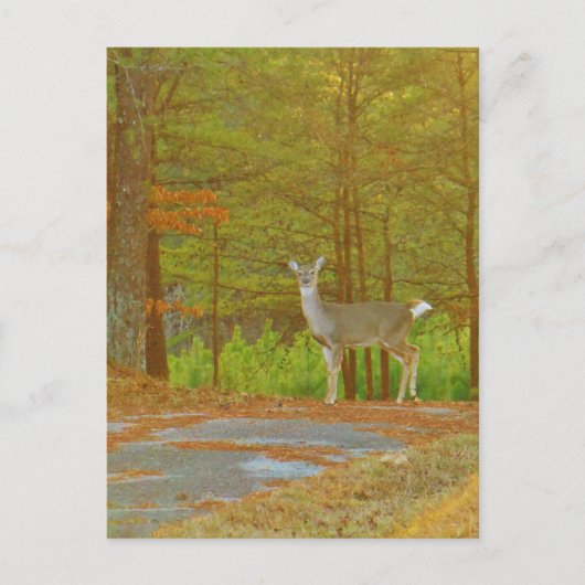 Produkt anpassen postkarte (Vorderseite)