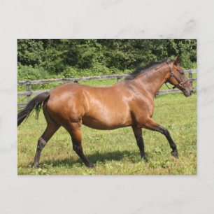 Produkt anpassen postkarte